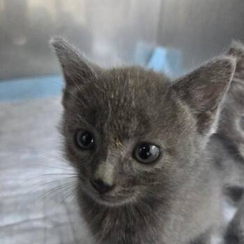 Ash -  Domestic Short Hair Cat for Adoption in Madisonville, Kentucky - Ash | PetCurious