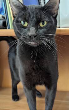 Mabel -  Domestic Short Hair Cat for Adoption in Portland, Oregon - Mabel | PetCurious