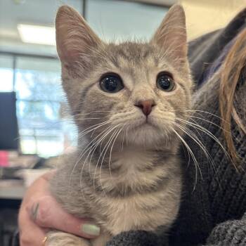 Bram -  Domestic Short Hair Cat for Adoption in Allentown, Pennsylvania - Bram | PetCurious