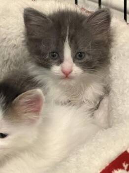 Domestic Long Hair and Domestic Short Hair Cats Available for Adoption in Fort Worth, Texas - Churro | PetCurious