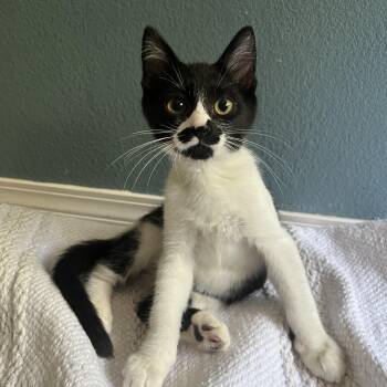 Shasta -  Domestic Short Hair Cat for Adoption in Portland, Oregon - Shasta | PetCurious