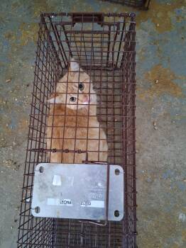 Toodles -  Domestic Short Hair Cat for Adoption in Brownwood, Texas - Toodles | PetCurious