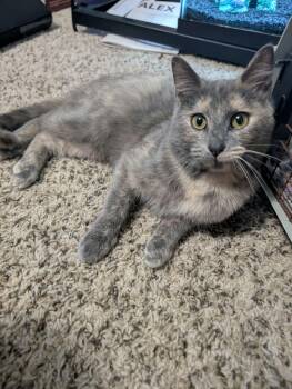 Dilute Tortoiseshell Cats Available for Adoption - Brown Sugar | PetCurious
