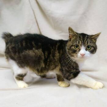 Manx Cats Available for Adoption in Versailles, Kentucky - Robert | PetCurious