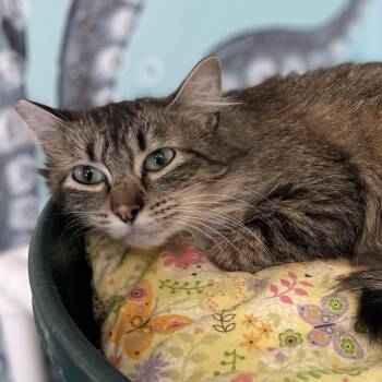 Tabby Cats Available for Adoption in Hoquiam, Washington - Penny - Nice Little Tabby - New To Us | PetCurious