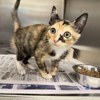 SABRINA -  Domestic Short Hair Cat for Adoption in San Antonio, Texas - SABRINA | PetCurious