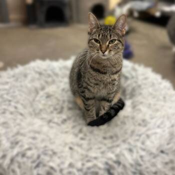 Rescue Domestic Short Hair Cats for Adoption in Davenport, Iowa - Conga | PetCurious