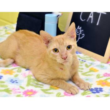 Cheeze Whiz -  Domestic Short Hair and Tiger Cat for Adoption in Sanford, Florida - Cheeze Whiz | PetCurious