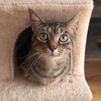 Jiji -  Domestic Short Hair Cat for Adoption in Indianapolis, Indiana - Jiji | PetCurious