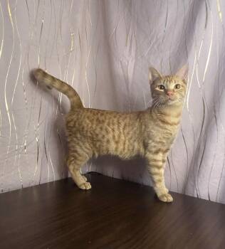 Rescue Tabby Cats for Adoption in Long Beach, Mississippi - Gourd | PetCurious