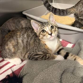Laramire -  Domestic Short Hair Cat for Adoption in Wilmington, Delaware - Laramire | PetCurious