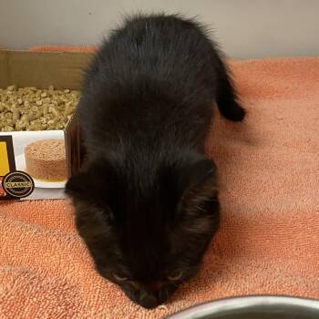 72226 -  Domestic Short Hair Cat for Adoption in Harrisonburg, Virginia - 72226 | PetCurious