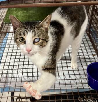 Uno -  Domestic Short Hair Cat for Adoption in Paramus, New Jersey - Uno | PetCurious
