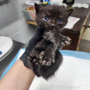 Domestic Short Hair Cats Available for Adoption in Summerville, South Carolina - Birch | PetCurious