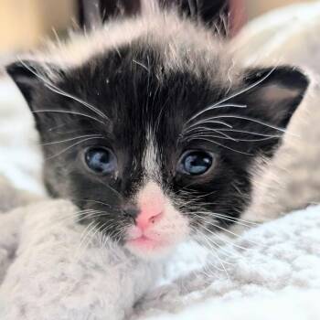 Gazelle -  Domestic Short Hair Cat for Adoption in Wadena, Minnesota - Gazelle | PetCurious