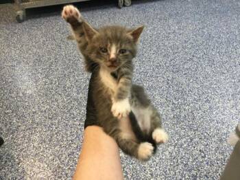 Domestic Short Hair Cats Available for Adoption in Thousand Palms, California - A1913291 | PetCurious