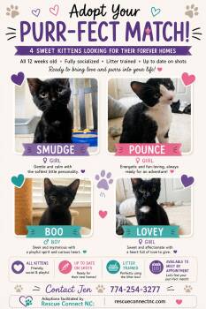 LOVEY -  Domestic Short Hair Cat for Adoption in Wilmington, North Carolina - LOVEY | PetCurious