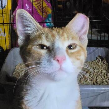 Roux -  Domestic Short Hair Cat for Adoption in Grantsville, Utah - Roux | PetCurious