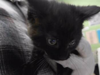 ROSE -  Domestic Short Hair Cat Available for Adoption in Omaha, Nebraska - ROSE | PetCurious