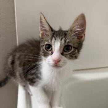 Domestic Short Hair Cats Available for Adoption - Pomelo | PetCurious