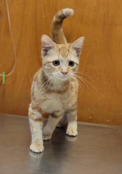 CHARLIE -  Domestic Short Hair Cat for Adoption in Sandusky, Ohio - CHARLIE | PetCurious