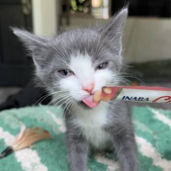 Megaphone -  Domestic Short Hair Cat for Adoption in Charlotte, North Carolina - Megaphone | PetCurious