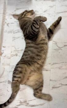 Panhandy -  Domestic Short Hair and Tiger Cat for Adoption in Mayfield, New York - Panhandy | PetCurious