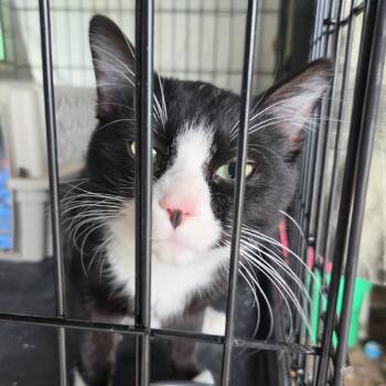 Tuesday -  Domestic Short Hair Cat for Adoption in Wadena, Minnesota - Tuesday | PetCurious