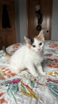 Phish Food -  Calico Cat for Adoption in Crystal Lake, Illinois - Phish Food | PetCurious
