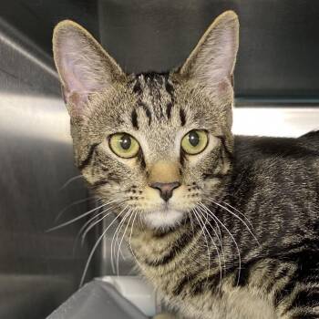 Domestic Medium Hair Cats Available for Adoption - Peso | PetCurious