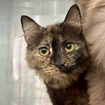 Darling -  American Shorthair Cat for Adoption in Bethel, Connecticut - Darling | PetCurious