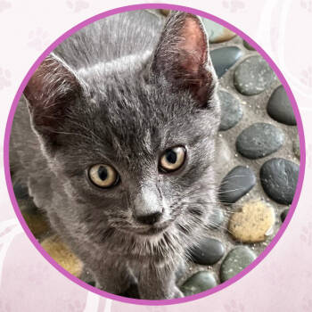 Rescue Domestic Short Hair Cats for Adoption in Toms River, New Jersey - Focus | PetCurious