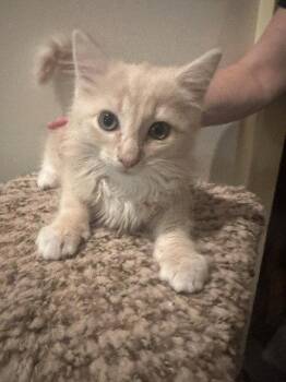 Fluffy -  Domestic Medium Hair Cat for Adoption in Candler, North Carolina - Fluffy | PetCurious