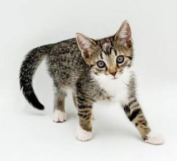 Clyde and Bonnie - super exotic super sweet -  British Shorthair and Turkish Van Cat for Adoption in Bedford Hills, New York - Clyde And Bonnie - Super Exotic Super Sweet | PetCurious
