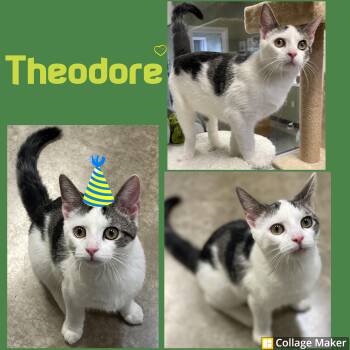 Rescue Domestic Short Hair Cats for Adoption in Clearfield, Pennsylvania - Theodore | PetCurious