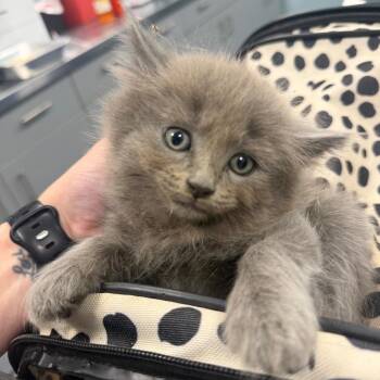 Domestic Long Hair Cats Available for Adoption in Greensboro, North Carolina - Fruit Loops | PetCurious