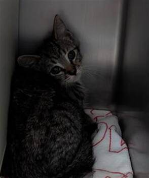 A885986 -  Domestic Short Hair Cat for Adoption in Camarillo, California - A885986 | PetCurious