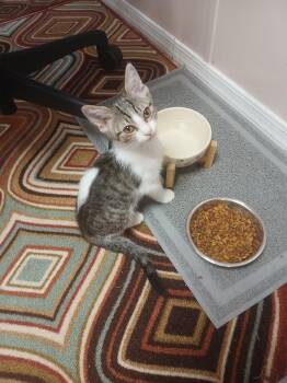Casey -  American Shorthair and Tabby Cat for Adoption in El Mirage, Arizona - Casey | PetCurious
