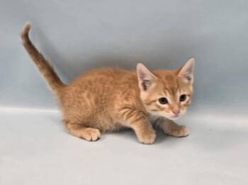 Piri Piri -  Domestic Short Hair Cat for Adoption in Minneapolis, Minnesota - Piri Piri | PetCurious