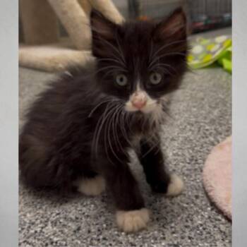 Gong -  Domestic Short Hair Cat for Adoption in Wichita, Kansas - Gong | PetCurious