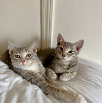 Rescue Domestic Short Hair Cats for Adoption in Capshaw, Alabama - ASTRA-COMET | PetCurious