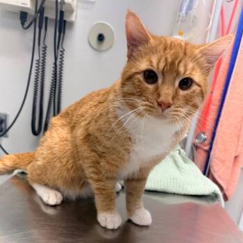 Roy -  Domestic Short Hair Cat Available for Adoption in Great Falls, Montana - Roy | PetCurious