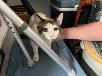 Siamese Cats Available for Adoption in Mustang, Oklahoma - Cooper | PetCurious