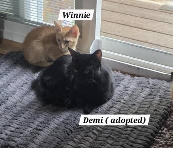 Winnie -  Domestic Short Hair Cat for Adoption in Hudson, New Hampshire - Winnie | PetCurious