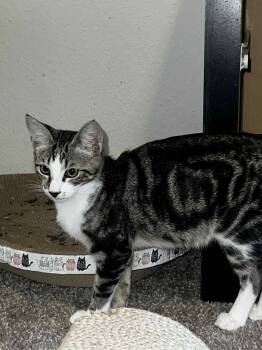 Rescue Domestic Short Hair and Tabby Cats for Adoption in Chandler, Arizona - Mickey Diaz | PetCurious