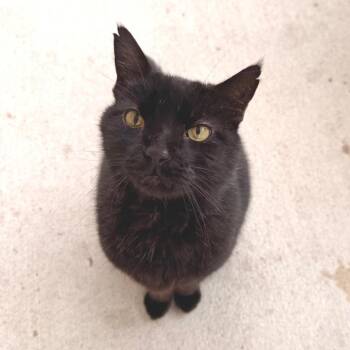 Patrick -  Domestic Short Hair Cat for Adoption in Indianapolis, Indiana - Patrick | PetCurious