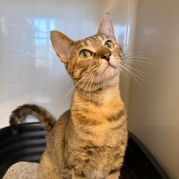 Tammy Lynn -  Domestic Short Hair Cat for Adoption in Saint Charles, Missouri - Tammy Lynn | PetCurious