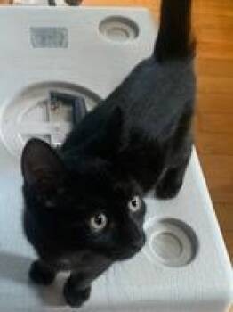 Tempo -  Domestic Short Hair Cat for Adoption in Pickering, Ontario - Tempo | PetCurious