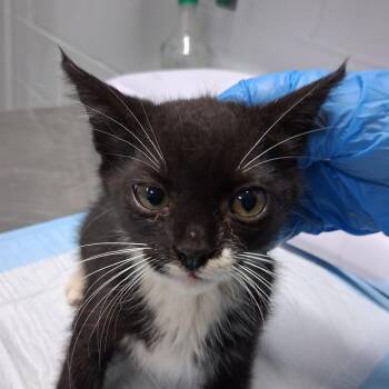 Jesse -  Domestic Short Hair Cat for Adoption in Summerville, South Carolina - Jesse | PetCurious