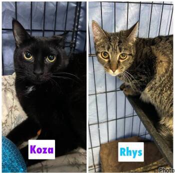 Koza & Rhys -  Domestic Short Hair Cat for Adoption in Mokena, Illinois - Koza & Rhys | PetCurious
